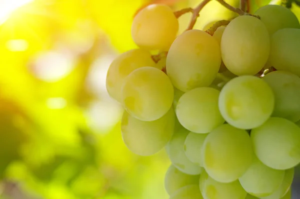 Groene Druiven Wijnstok — Stockfoto