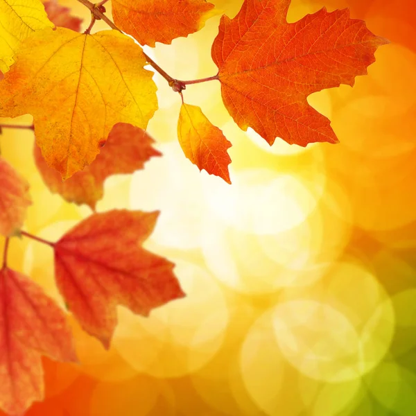 Herbstblätter Auf Verschwommenem Hintergrund — Stockfoto