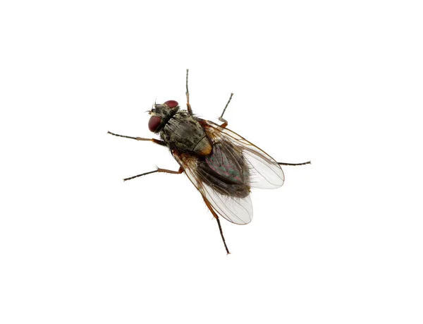 Mosca Aislada Sobre Blanco — Foto de Stock