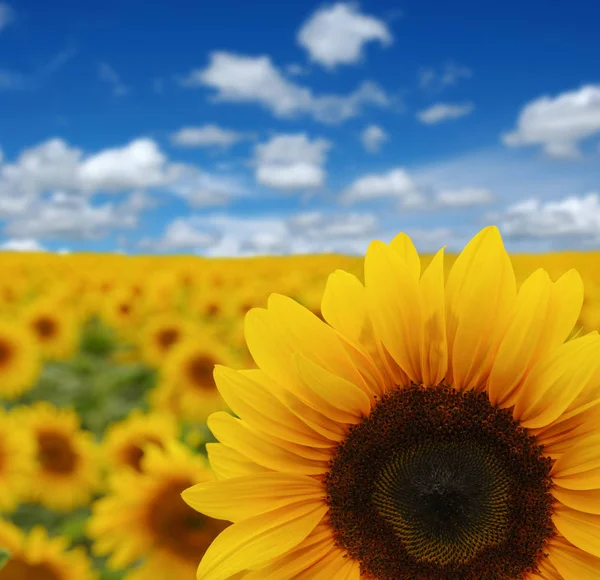 Champ Tournesols Sur Fond Ciel — Photo