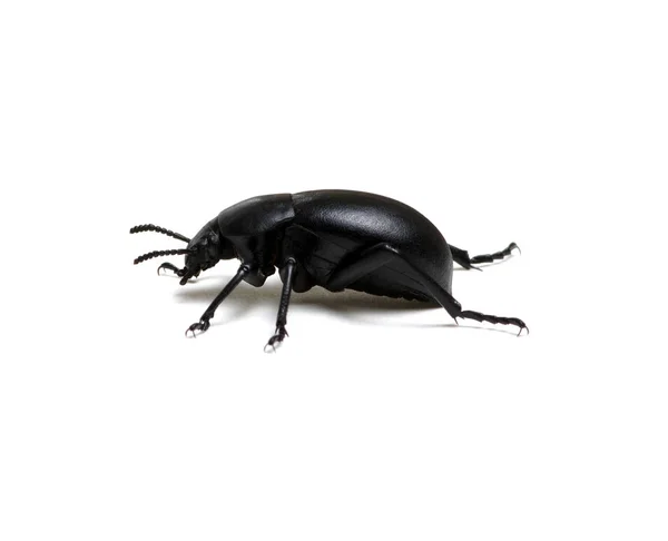 在白色上隔离的黑色甲虫 — 图库照片