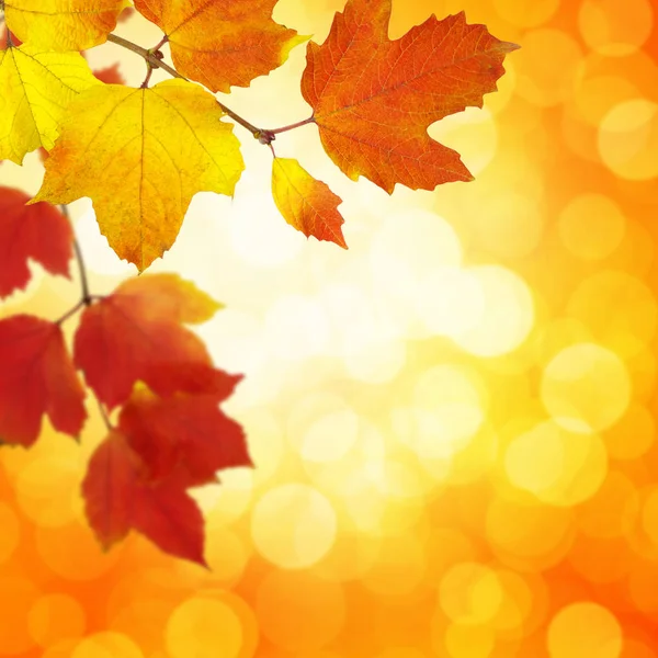 Autumn Leaves Blurred Background — Stock Photo, Image