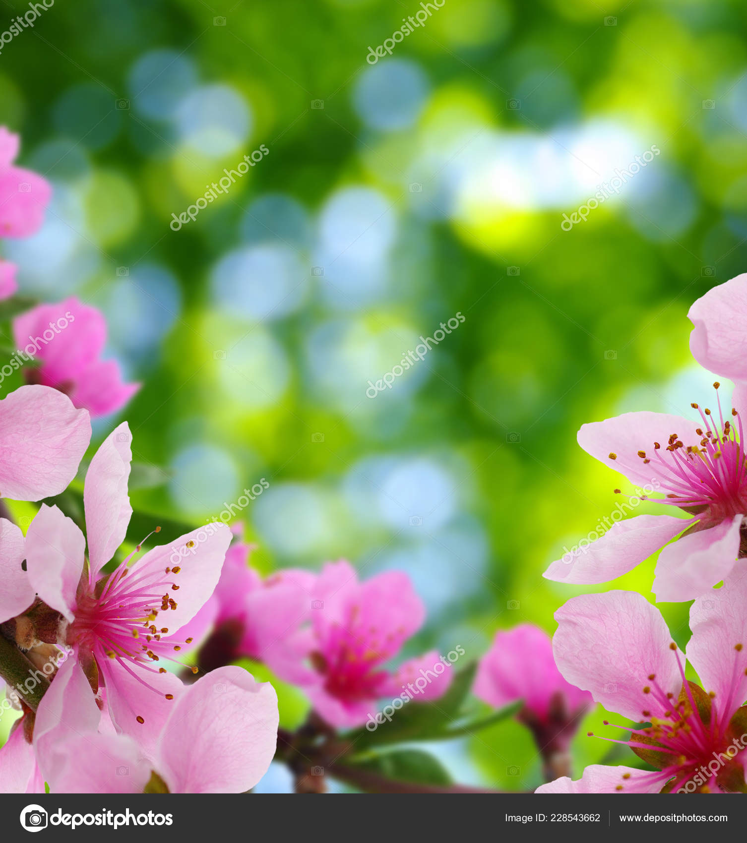 Blossoms Blurred Nature Background Spring Flowers Spring Background Green  Bokeh — Stock Photo © Ale-ks #228543662, image size:1506x1700