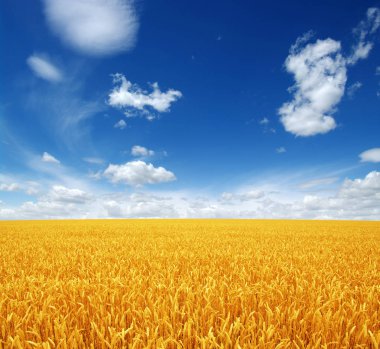 Beyaz bulutlu buğday tarlası ve gökyüzü