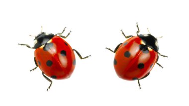  Uğur böceği beyaz arkaplanda izole edildi