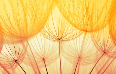 Soyut karahindiba çiçeği arkaplanı. Tohum makrosu yakın plan. Yumuşak odaklanma. Bahar doğası