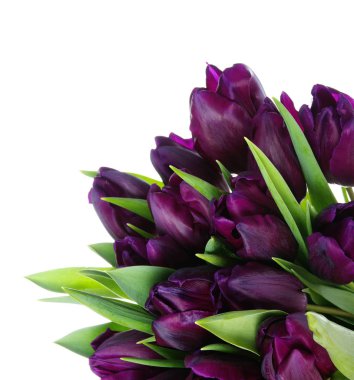 Beyaz arka planda izole edilmiş lale buketi