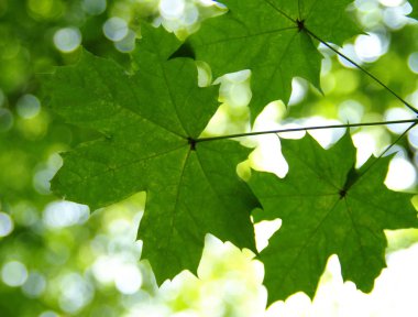 Yeşil bokeh arka planında yeşil yapraklar