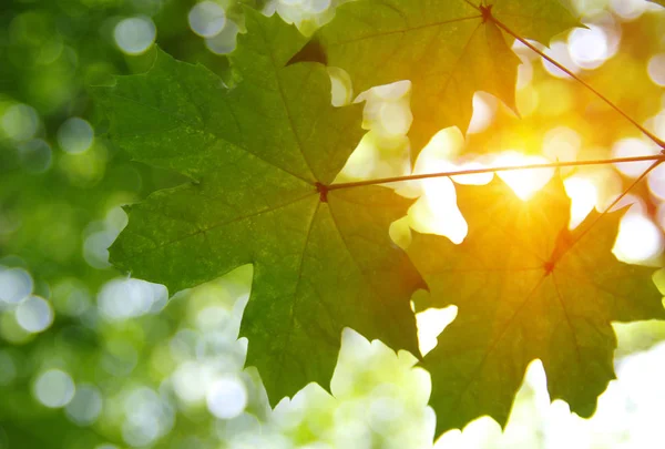 Groene Bladeren Zon Het Voorjaar — Stockfoto