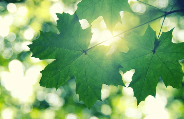 Groene Bladeren Zon Het Voorjaar — Stockfoto