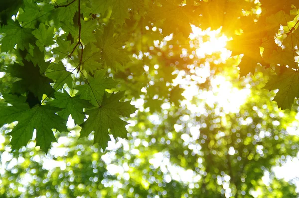 Green leaves and sun in spring