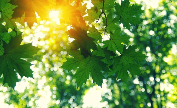Green leaves and sun in spring