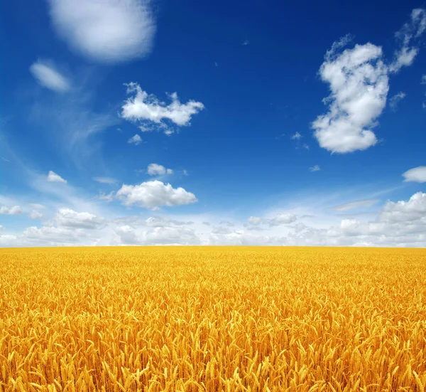 Beyaz bulutlu buğday tarlası ve gökyüzü