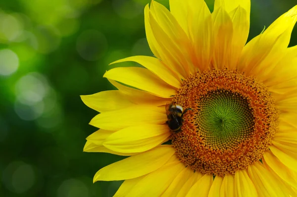 Close Sunflower Green Background — Stock Photo, Image