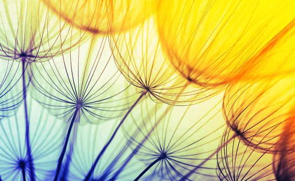 Streszczenie Tła Kwiat Mniszka Lekarskiego Makro Zbliżenia Nasion Miękkie Skupienie — Zdjęcie stockowe