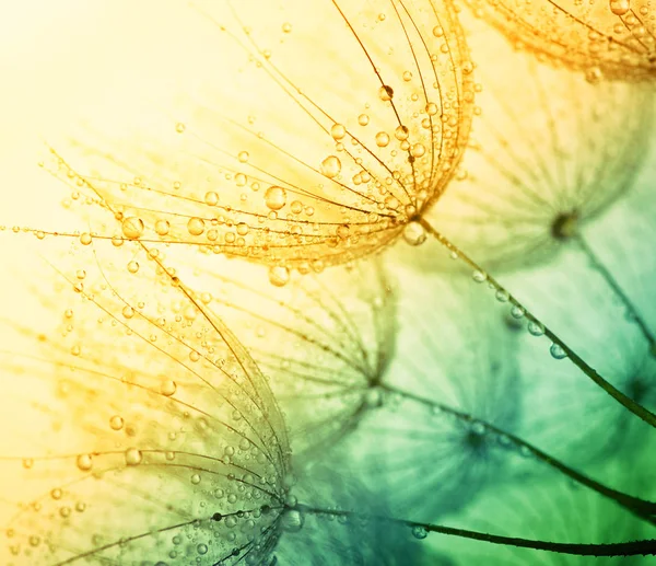 Streszczenie Tła Kwiat Mniszka Lekarskiego Makro Zbliżenia Nasion Miękkie Skupienie — Zdjęcie stockowe