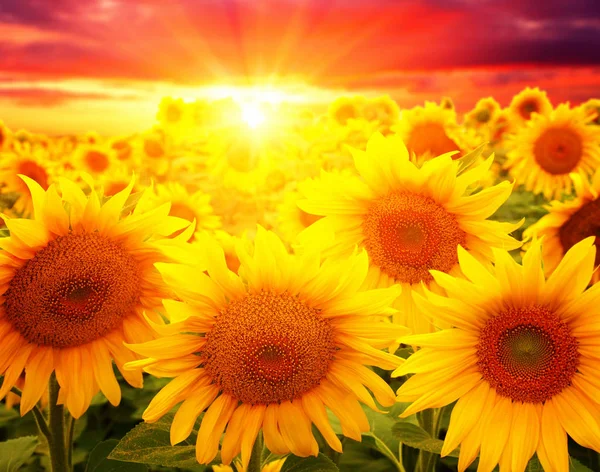 Feld Aus Sonnenblumen Und Sonne — Stockfoto