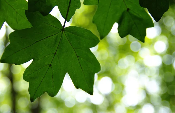 Folhas Verdes Nos Fundos Bokeh Verdes — Fotografia de Stock