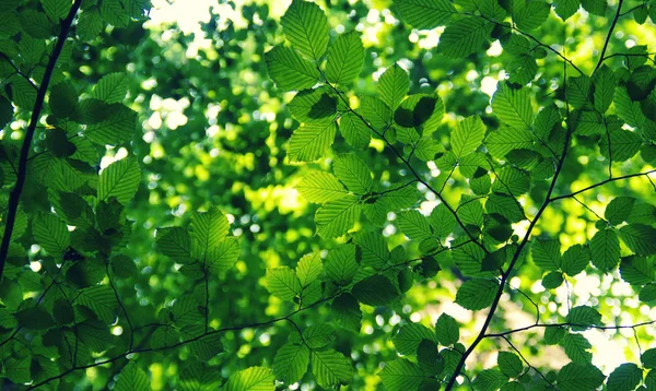 Zelené Listí Zeleném Pozadí Bokeh — Stock fotografie