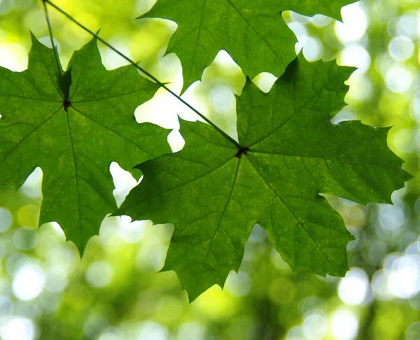 Folhas Verdes Nos Fundos Bokeh Verdes — Fotografia de Stock