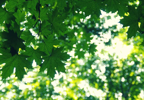 Zelené Listí Zeleném Pozadí Bokeh — Stock fotografie