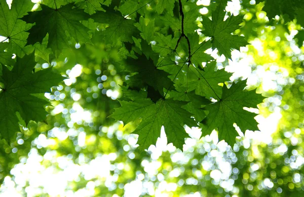 Grüne Blätter Auf Dem Grünen Bokeh Hintergrund — Stockfoto