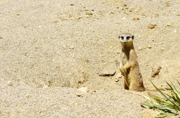 Meercat Sand — Stock Photo, Image