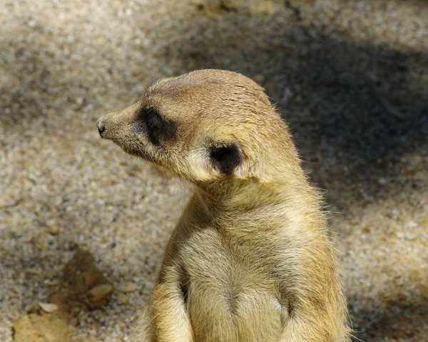 Meercat Sand — Stock Photo, Image