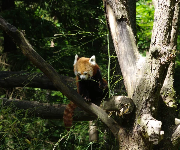 Little red panda resting in a tree