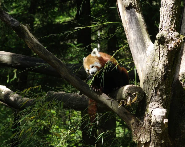 Little Red Panda Resting Tree — Stock Photo, Image