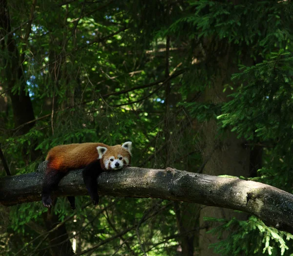 Kis Vörös Panda Pihen Egy Fán — Stock Fotó