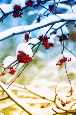 Kükreyen kırmızı demetler karla kaplı