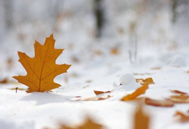 Karda sarı yapraklar. Sonbaharın sonu ve kışın başı. Bulanık doğa arkaplanı ve sığ nokta.