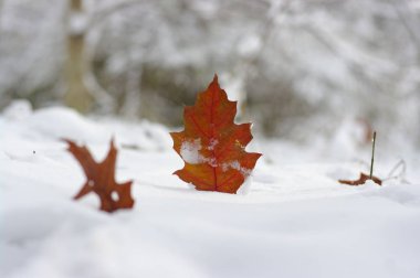 Karda sarı yapraklar. Sonbaharın sonu ve kışın başı. Bulanık doğa arkaplanı ve sığ nokta.