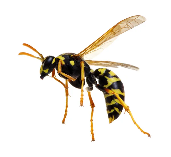 Wasp Isolated White Background — Stock Photo, Image