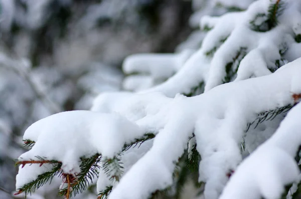 Ветви Ели Покрытые Снегом Зимой — стоковое фото