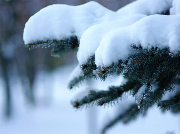 Fichtenzweige Winter Mit Schnee Bedeckt — Stockfoto