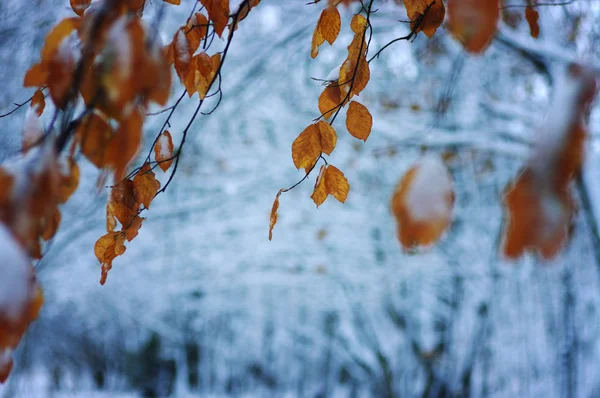 冬季森林里的黄叶 — 图库照片