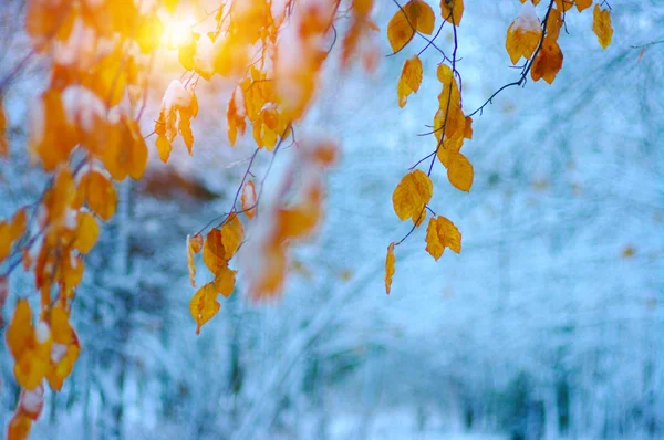 Hojas Amarillas Nieve Sol Otoño Tardío Invierno Temprano Fondo Naturaleza —  Fotos de Stock
