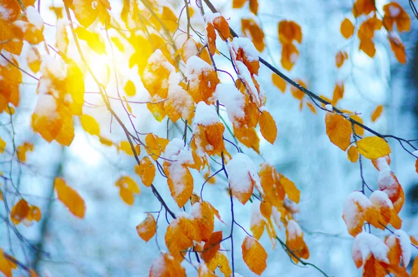 Żółte Liście Śniegu Słońcu Późna Jesień Wczesna Zima Zamazane Tło — Zdjęcie stockowe