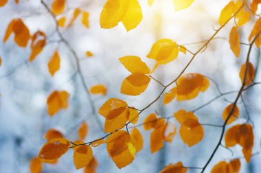 Sarı yapraklar güneşte karlar içinde. Sonbaharın sonu ve kışın başı. Bulanık doğa arkaplanı ve sığ nokta. İlk kar yağışı.