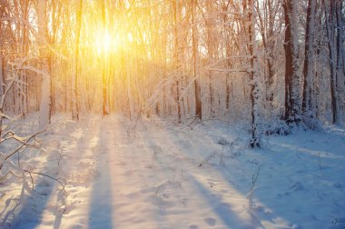  Kış ormanı güneşte ve ağaç karda