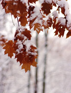 Karda sarı yapraklar. Kış Arkaplanı
