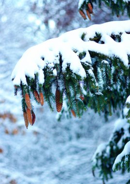 Kışın karla kaplı ladin dalları