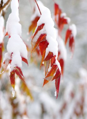 Karda sarı yapraklar. Sonbaharın sonu ve kışın başı. Bulanık doğa arkaplanı ve sığ nokta.
