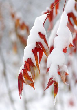 Karda sarı yapraklar. Sonbaharın sonu ve kışın başı. Bulanık doğa arkaplanı ve sığ nokta.
