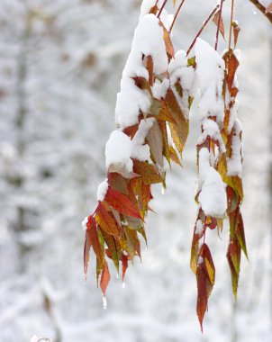 Karda sarı yapraklar. Sonbaharın sonu ve kışın başı. Bulanık doğa arkaplanı ve sığ nokta.