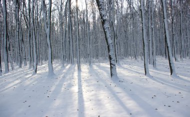 Kışın karla kaplı ağaçlar