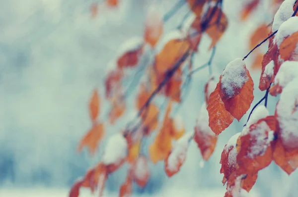 Feuilles Jaunes Automne Dans Forêt Hiver — Photo