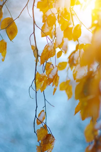 Folhas Amarelas Neve Sol Final Outono Início Inverno Fundo Natureza — Fotografia de Stock